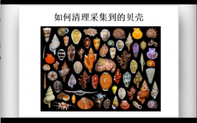 如何清理采集到的贝壳